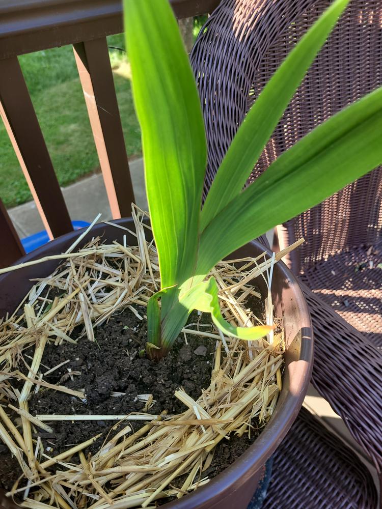 What kind of plant is this growing or is it corn stalk in the Plant ID