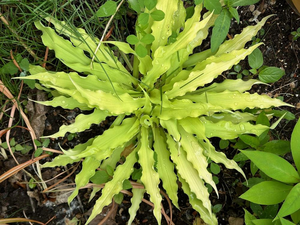 Hosta Ruggels Hosta 'Wiggles and Squiggles' in the Hostas Database - Garden.org
