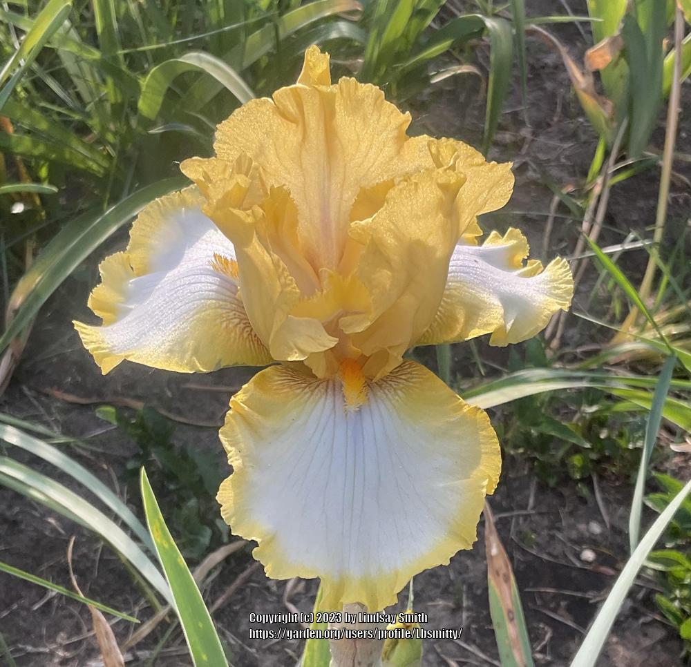 Photo of the bloom of Tall Bearded Iris (Iris 'Old Time Religion