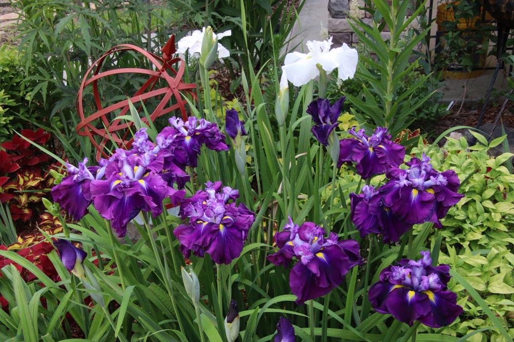 Photo of the entire plant of Japanese Iris (Iris ensata 'Dinner Plate
