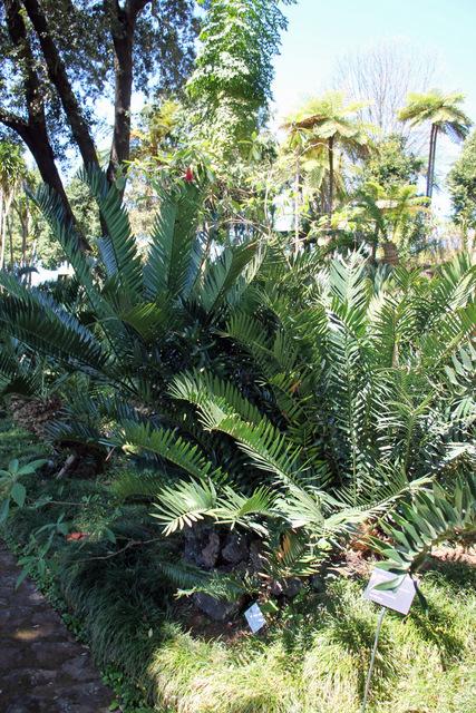 Photo of the entire plant of Cycad (Encephalartos ngoyanus) posted by