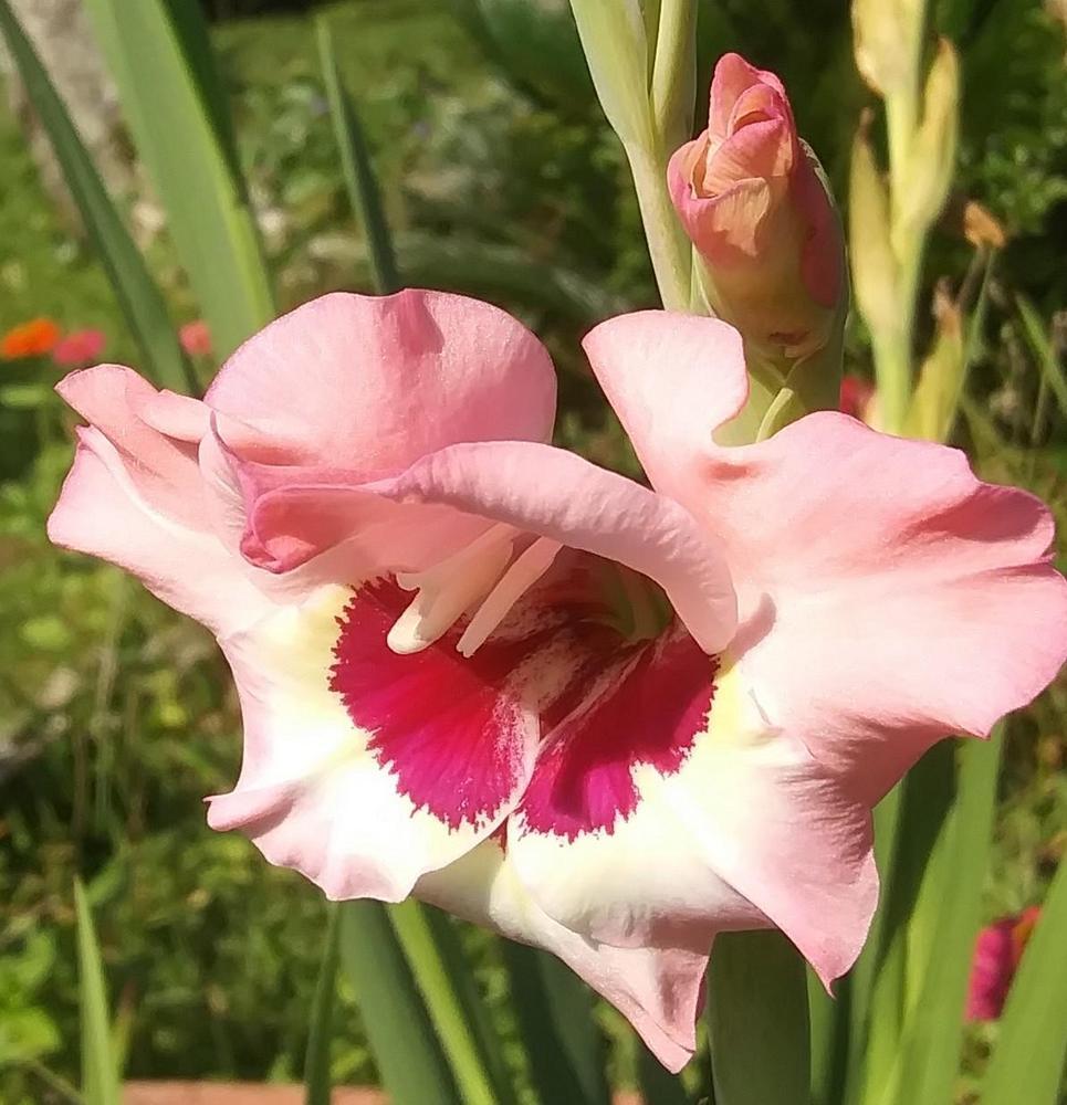 Gladiolus (Gladiolus x gandavensis 'Wine and Roses') in the Gladiolus