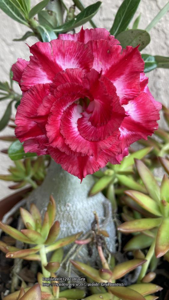 Photo of the entire plant of Desert Rose (Adenium 'Phet Mong Kon
