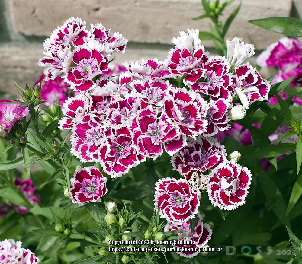 Photo of the entire plant of Dianthus (Dianthus chinensis 'Telstar