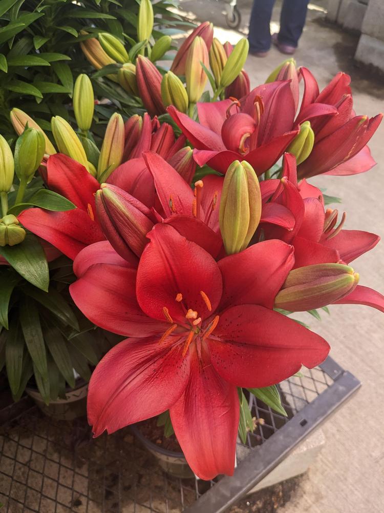 Photo of the bloom of LA Hybrid Lily (Lilium Lily Looks™ Summer Scarlet