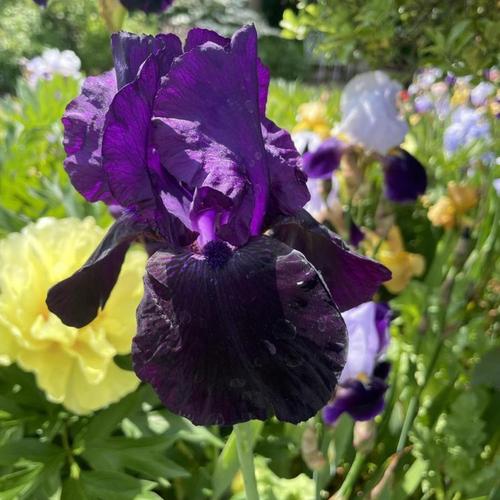 Tall Bearded Iris (Iris 'Licorice Stick') in the Irises Database