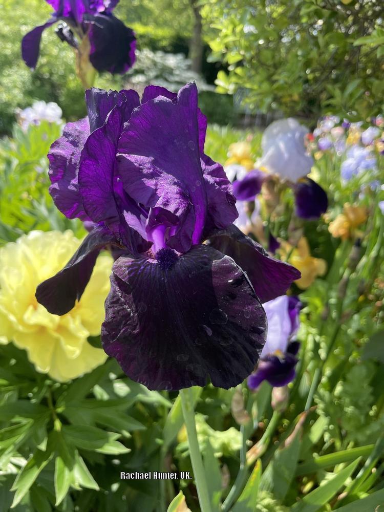 Tall Bearded Iris (Iris 'Licorice Stick') in the Irises Database