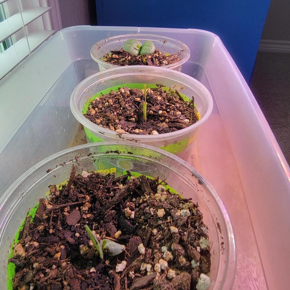 Blue Palo Verde seedlings in the Trees and Shrubs forum Garden org