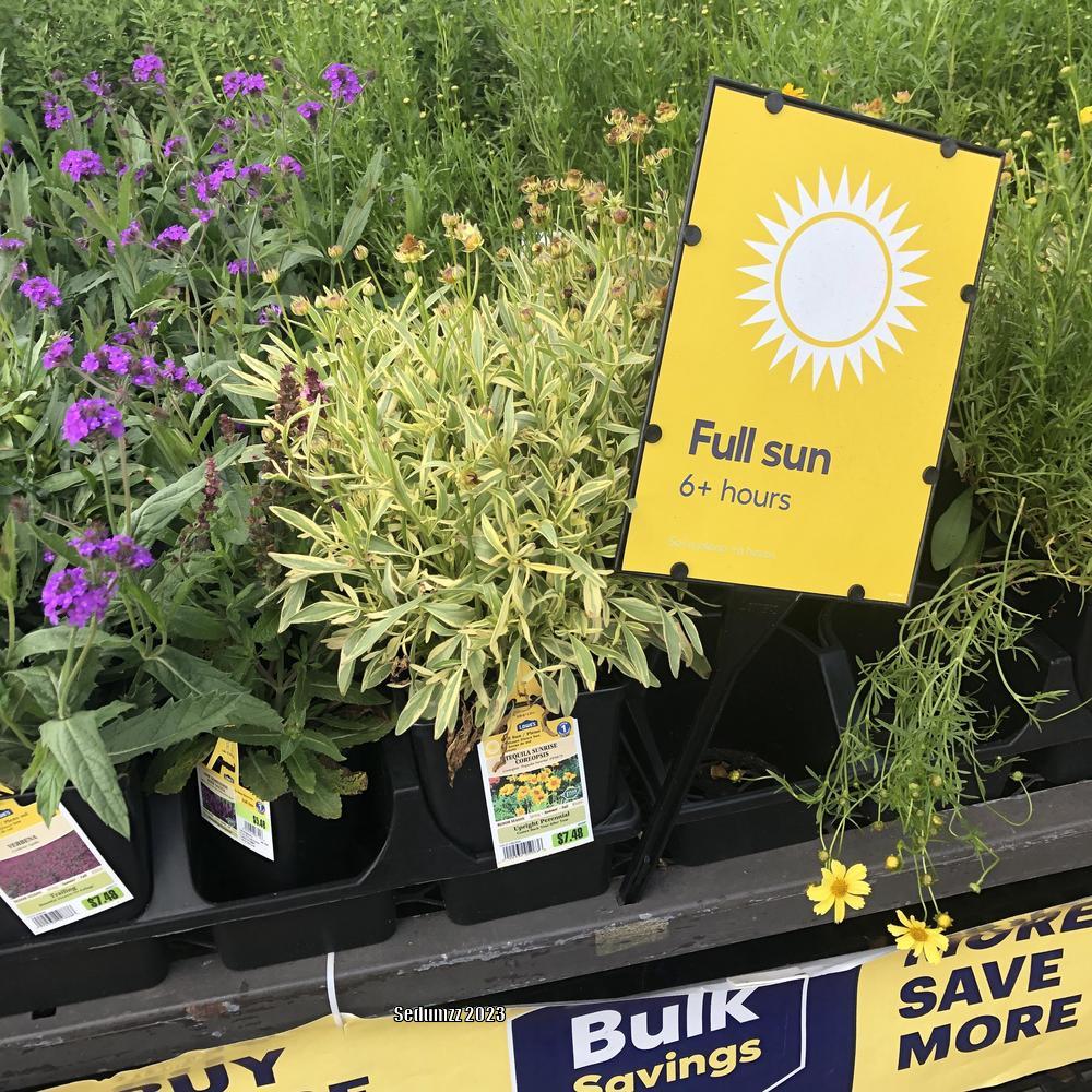 Photo of the entire plant of Variegated Tickseed (Coreopsis 'Tequila