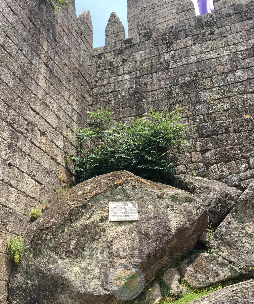 Photo of the habitat view of Tree of Heaven (Ailanthus altissima