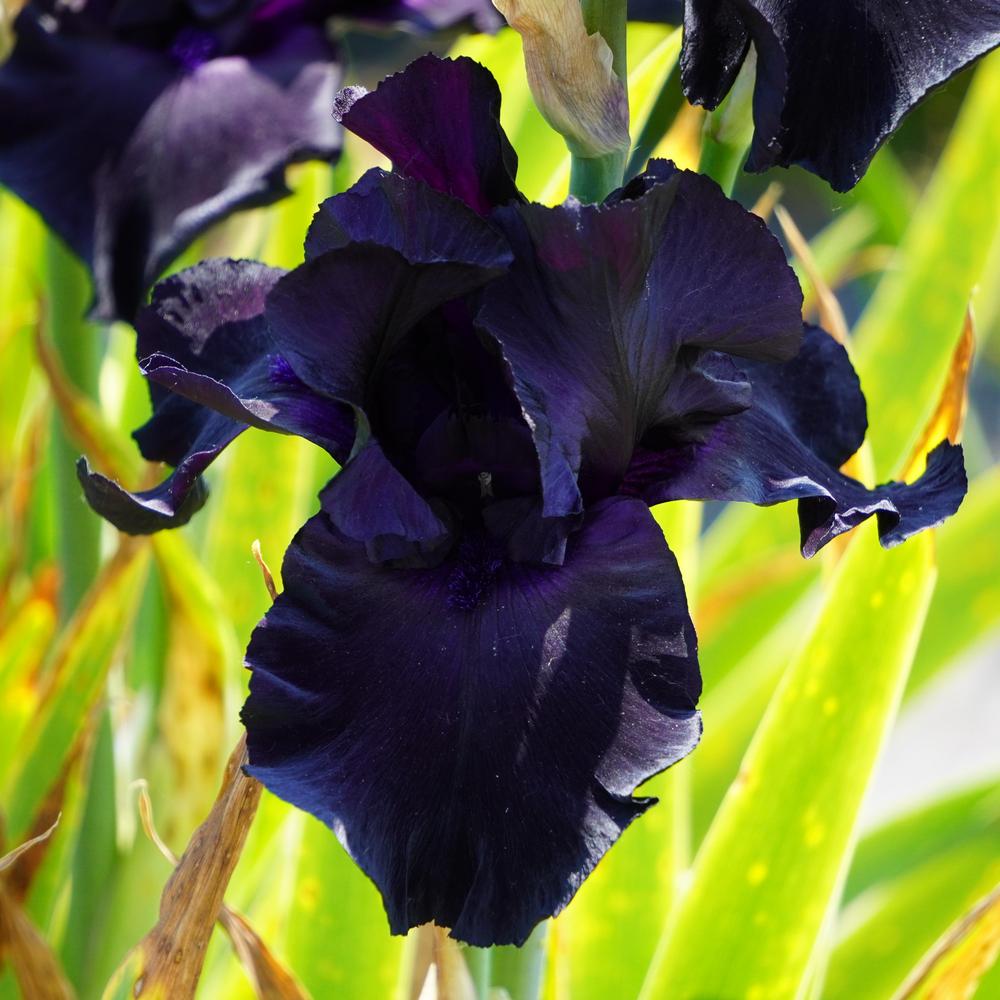 Photo of the bloom of Tall Bearded Iris (Iris 'Black Suited') posted by
