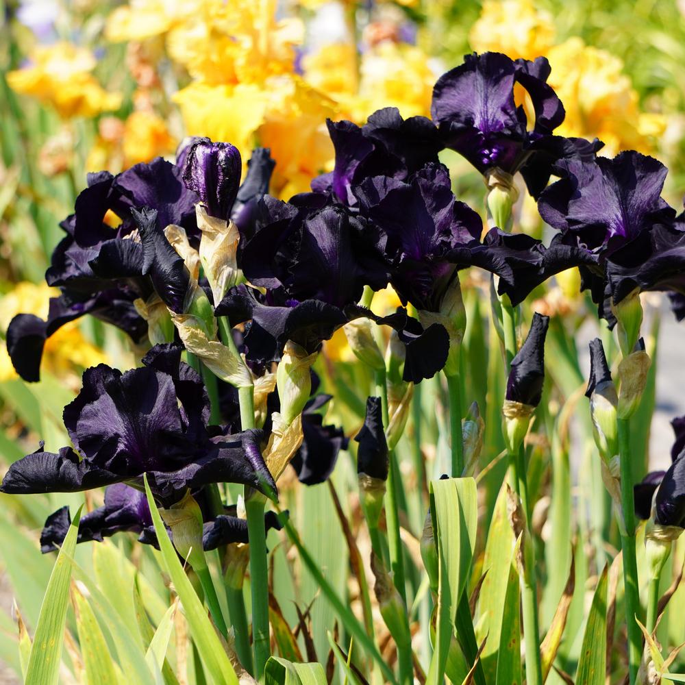 Photo of the entire plant of Tall Bearded Iris (Iris 'Black Suited