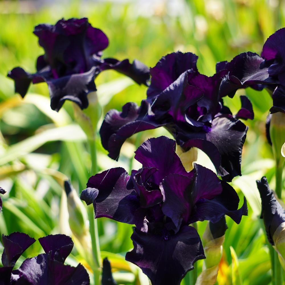Photo of the bloom of Tall Bearded Iris (Iris 'Black Suited') posted by