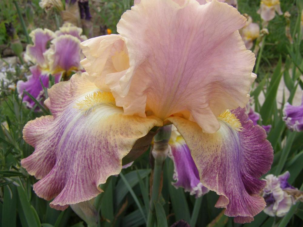Photo of the bloom of Tall Bearded Iris (Iris 'Stage Lights') posted by