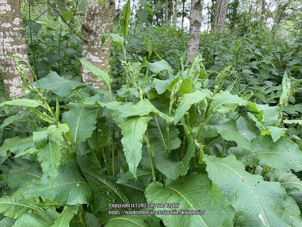 Bitter Dock (Rumex obtusifolius)