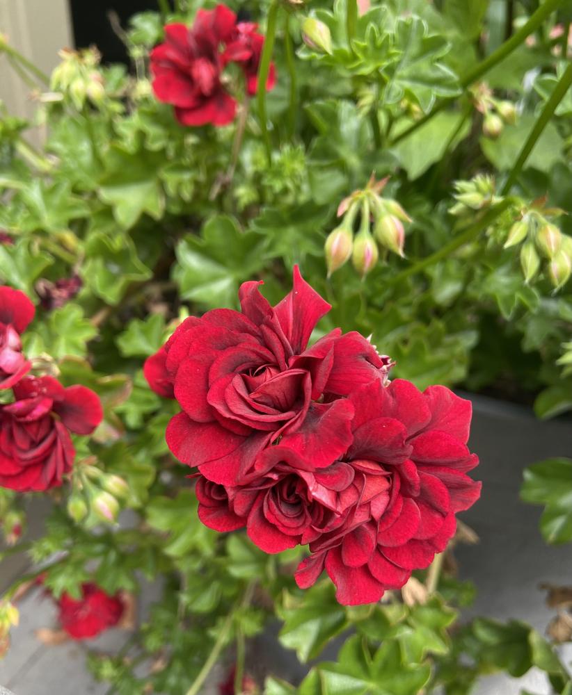Ivy Geranium (Pelargonium Great Balls of Fire™ Dark Red) in the