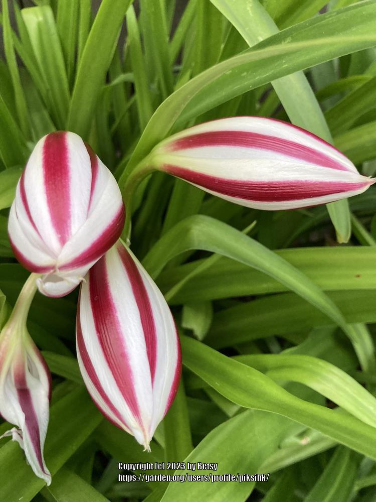 Photo of the bloom of Crinum Lily (Crinum 'Stars and Stripes') posted