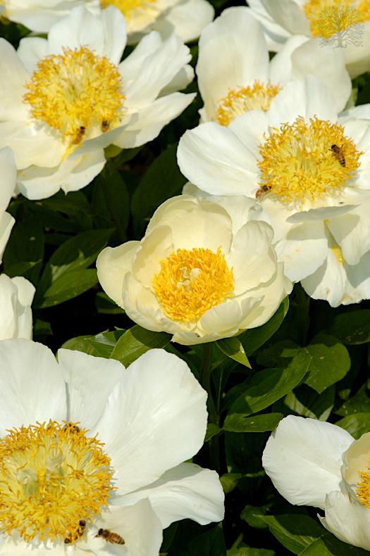 Photo of the bloom of Peony (Paeonia ‘Moonrise’) posted by scvirginia