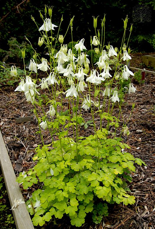 Photo of the entire plant of Columbine (Aquilegia vulgaris 'Mellow ...