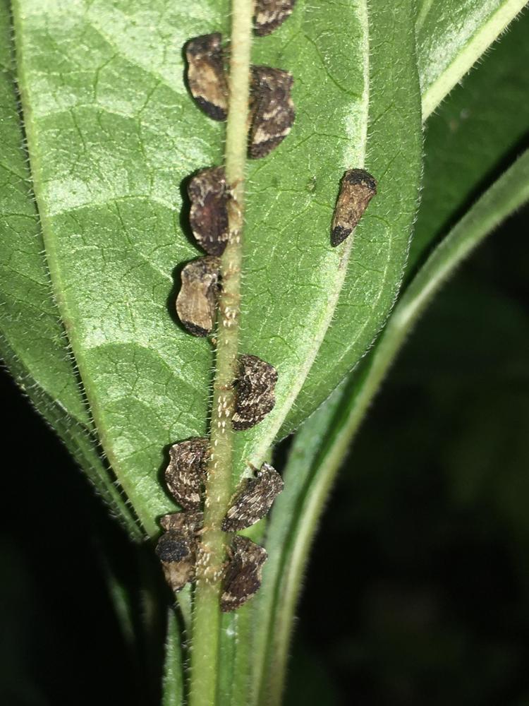 Insects on Echinacea purpurea in the Ask a Question forum