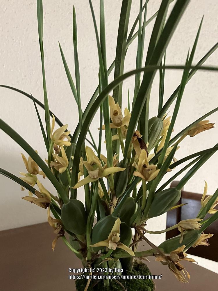 Coconut Orchid (Maxillaria tenuifolia 'Yamada') - Garden.org