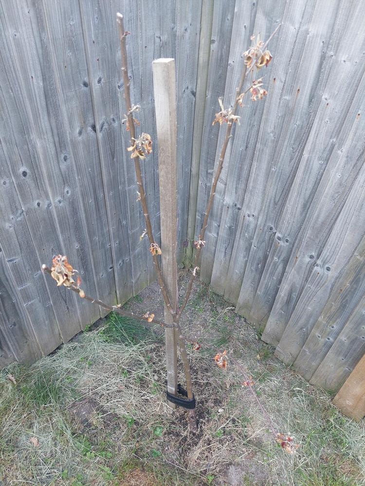 Young Apple tree dead? in the Ask a Question forum