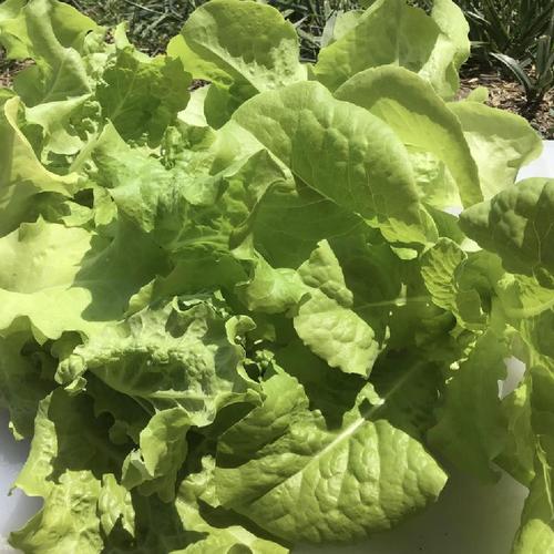 Lettuce (Lactuca sativa 'BlackSeeded Simpson') in the Lettuces