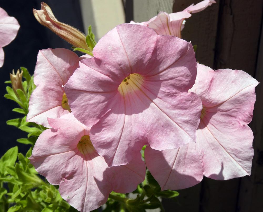 Photo of the bloom of Grandiflora Petunia (Petunia Dreams™ Appleblossom