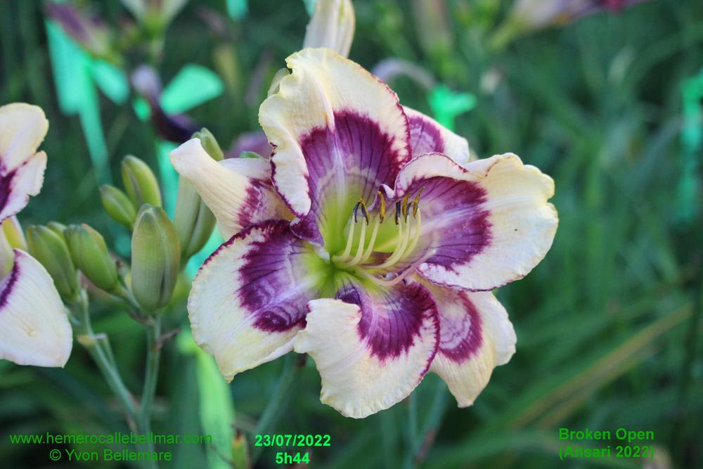 Daylily (Hemerocallis 'Broken Open') in the Daylilies Database