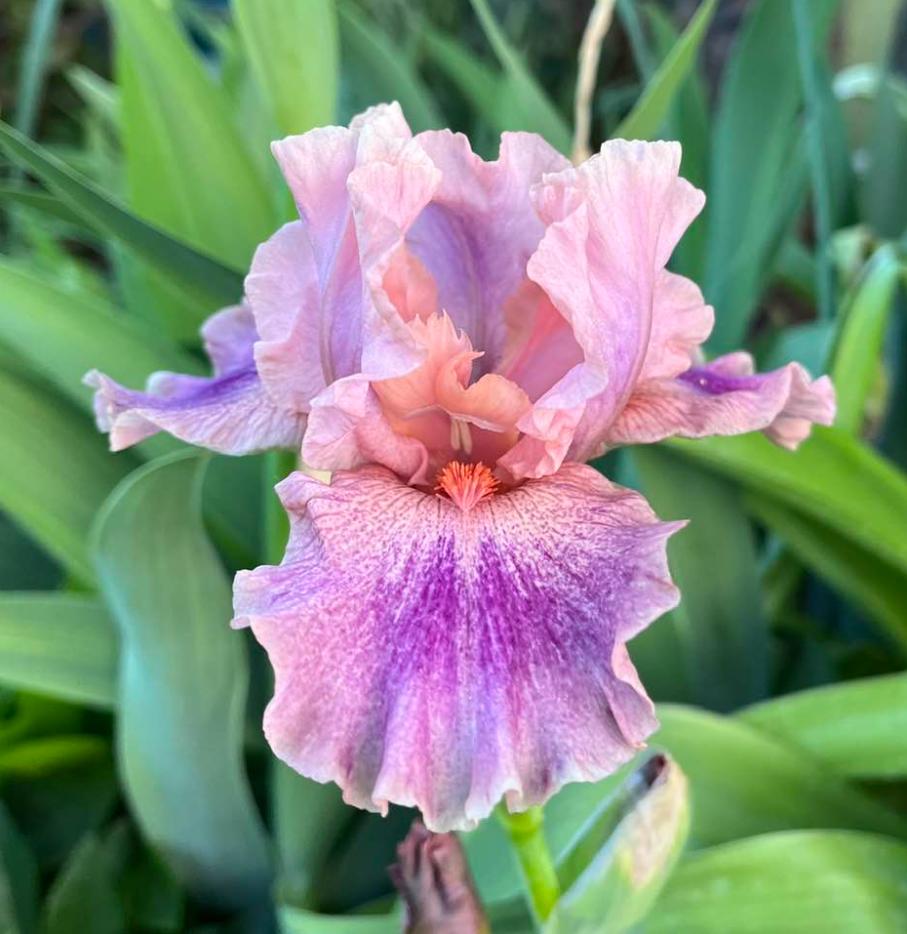 Photo of the bloom of Intermediate Bearded Iris (Iris 'Body Painting