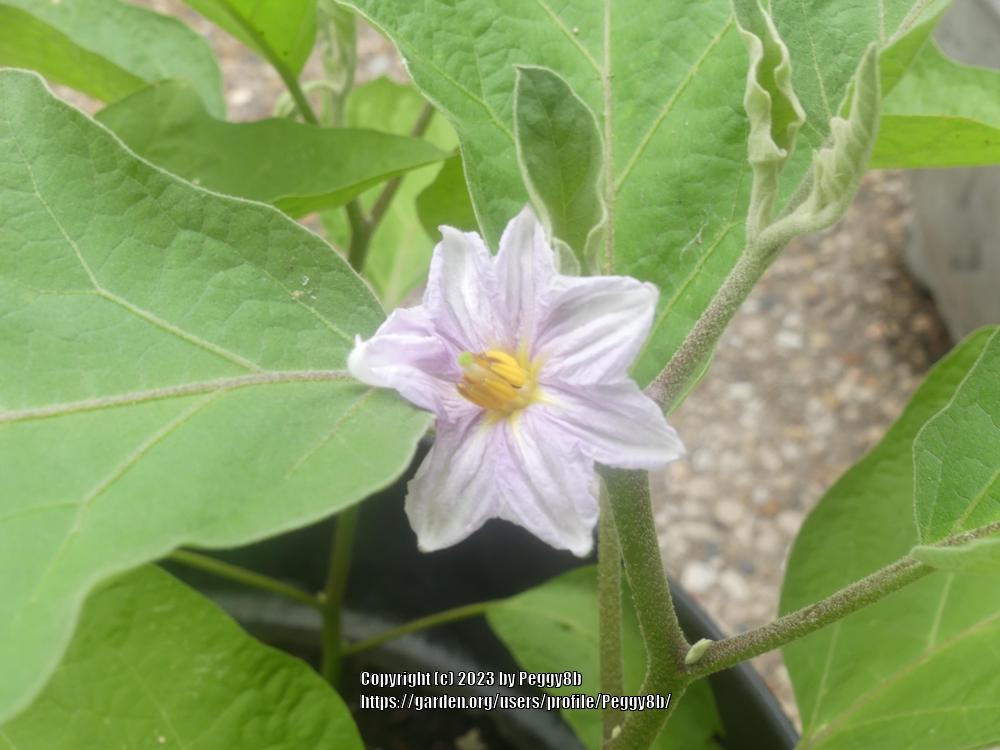 Photo of the bloom of Italian Black Eggplant (Solanum melongena 'Galine