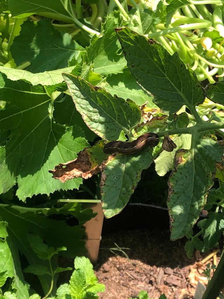 What's the first slug type thing on my tomato plants? in the Vegetables