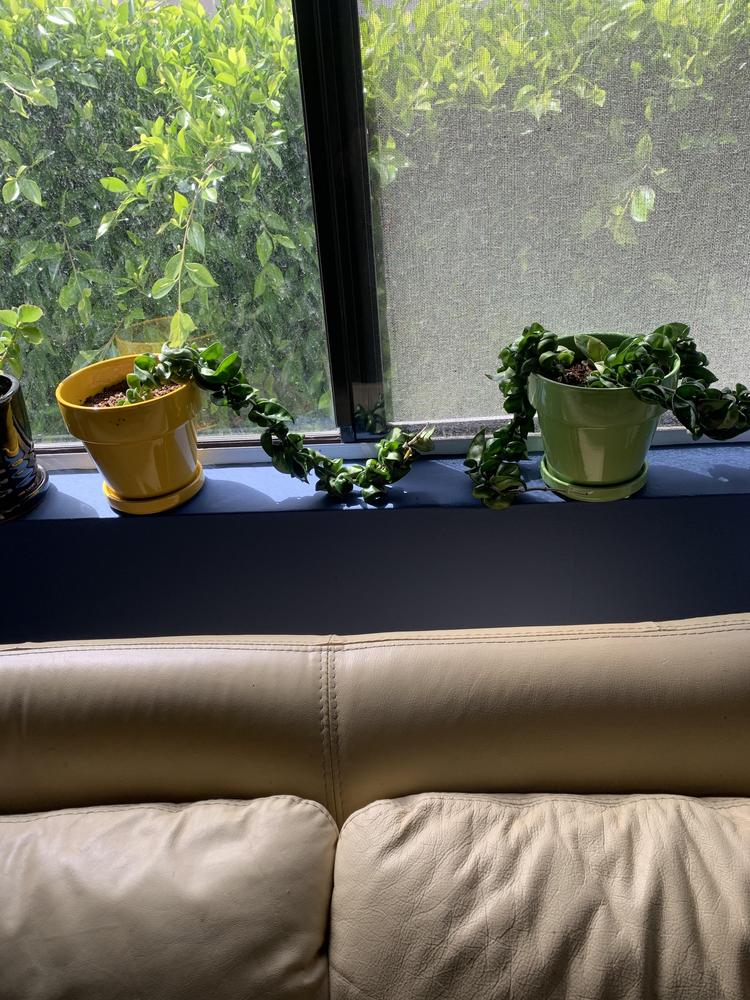 Hindu Rope Propagation in the Ask a Question forum - Garden.org