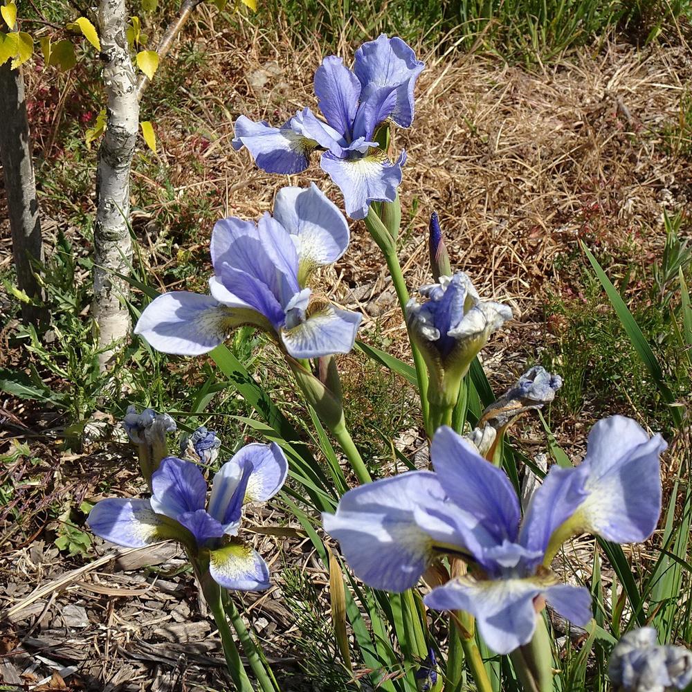 Photo of the bloom of Siberian Iris (Iris 'Harpswell Snowburst') posted
