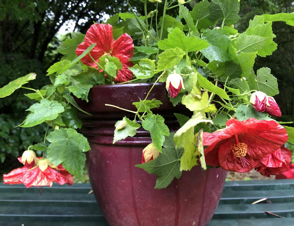 Photo of the entire plant of Flowering Maple (Abutilon 'Bella Red