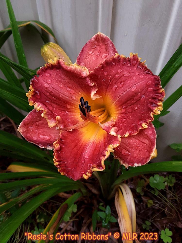 Photo of the bloom of Daylily (Hemerocallis 'Rosie Cotton's Ribbons
