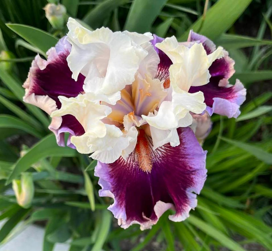 Photo of the bloom of Tall Bearded Iris (Iris 'Strawberry Freeze