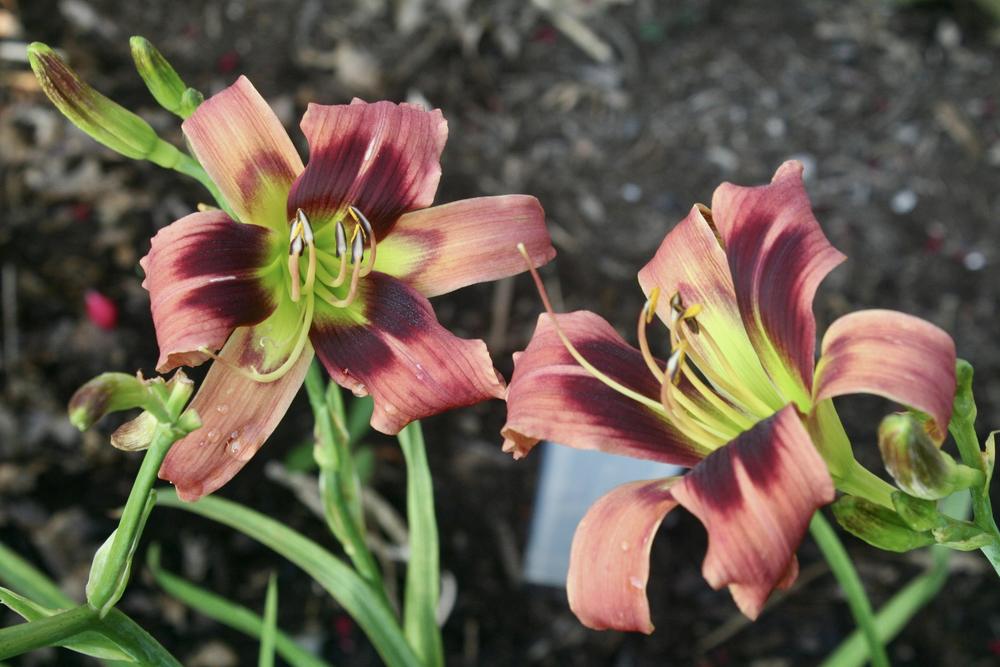 Photo of the bloom of Daylily (Hemerocallis 'Dragonfly Derby') posted