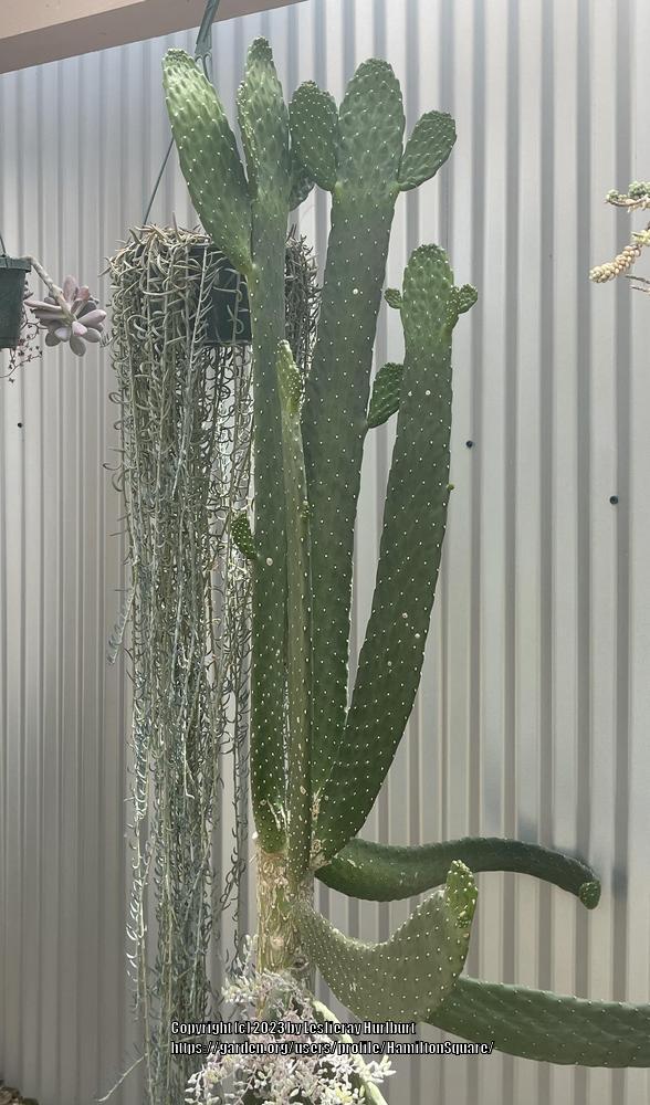 Road Kill Cactus (Consolea rubescens)