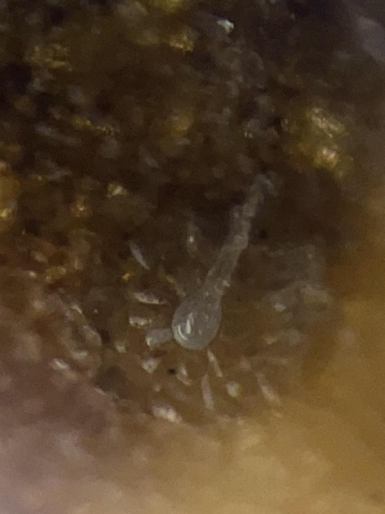 Fungal infection on beans in the Pests and Diseases forum