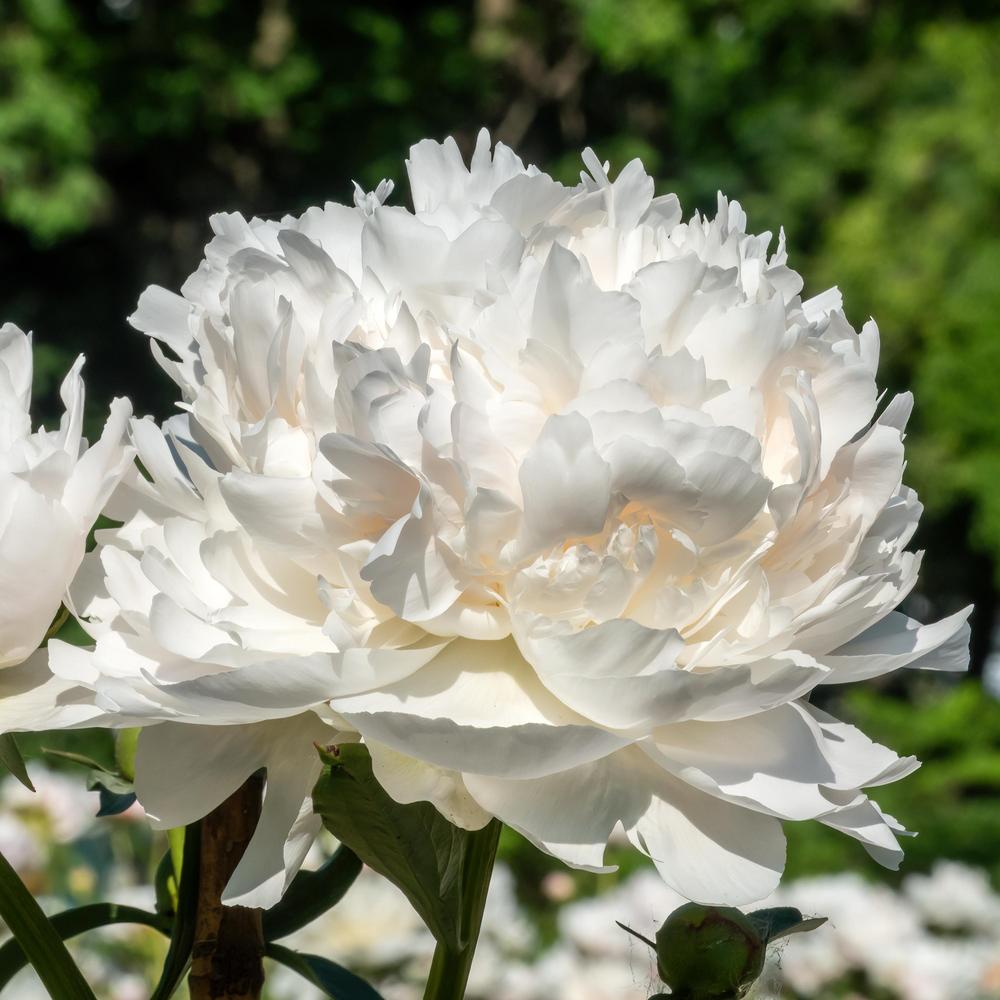 Photo of the bloom of Peony (Paeonia lactiflora &lsquo;Henry Sass&rsquo;) posted by