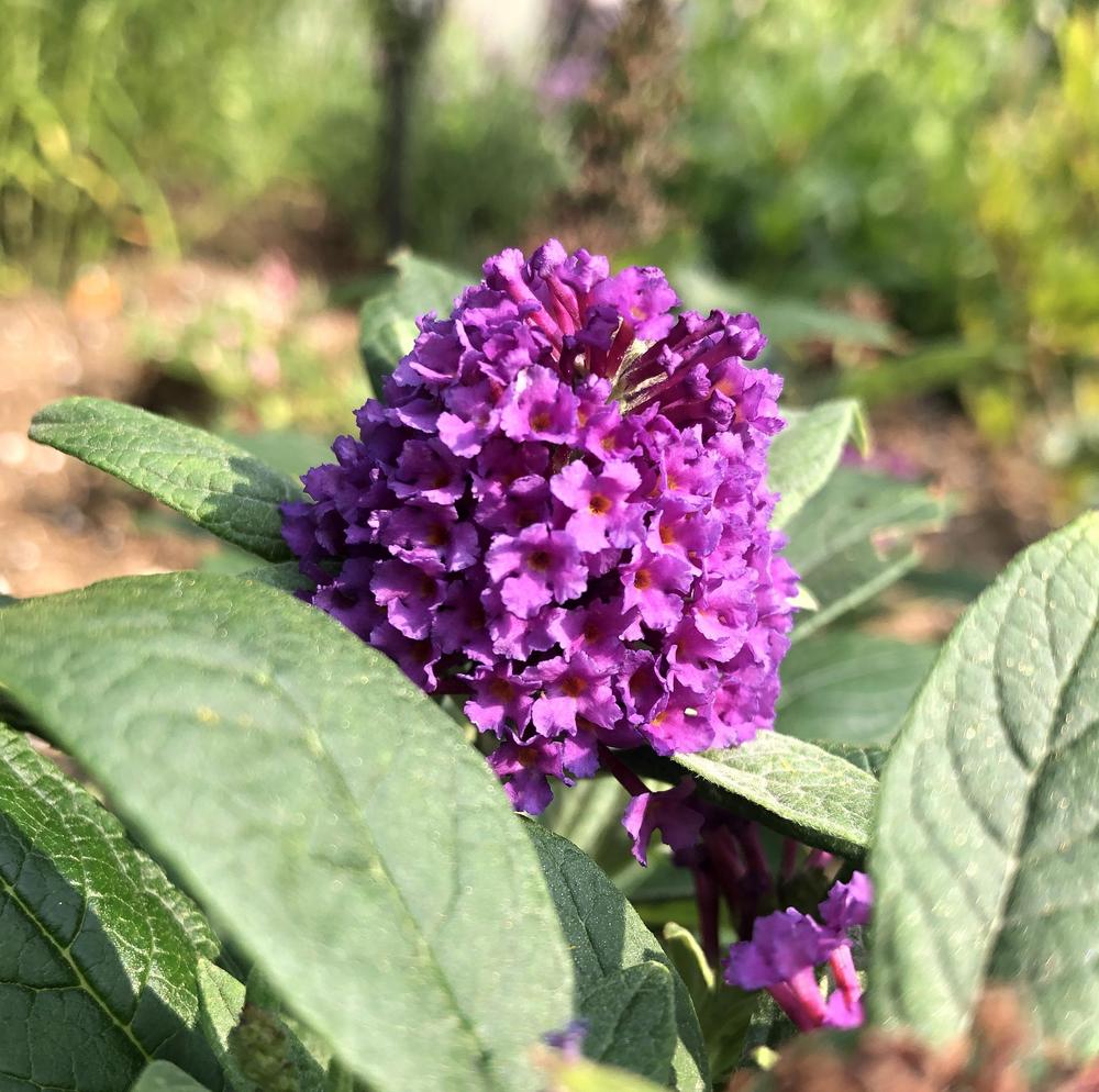 Photo of the bloom of Butterfly Bush (Buddleja Chrysalis™ Purple