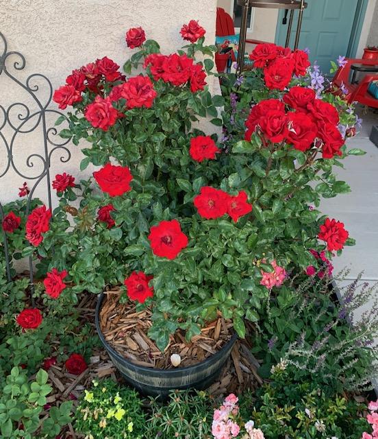 The Lifespan of Rose Blooms in the Roses forum