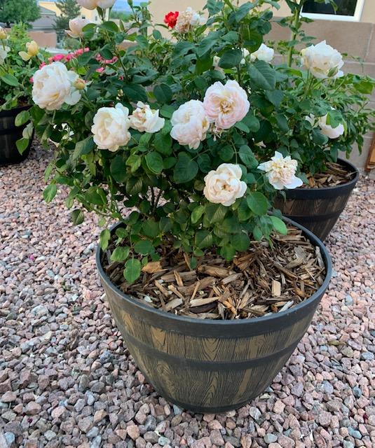 The Lifespan of Rose Blooms in the Roses forum