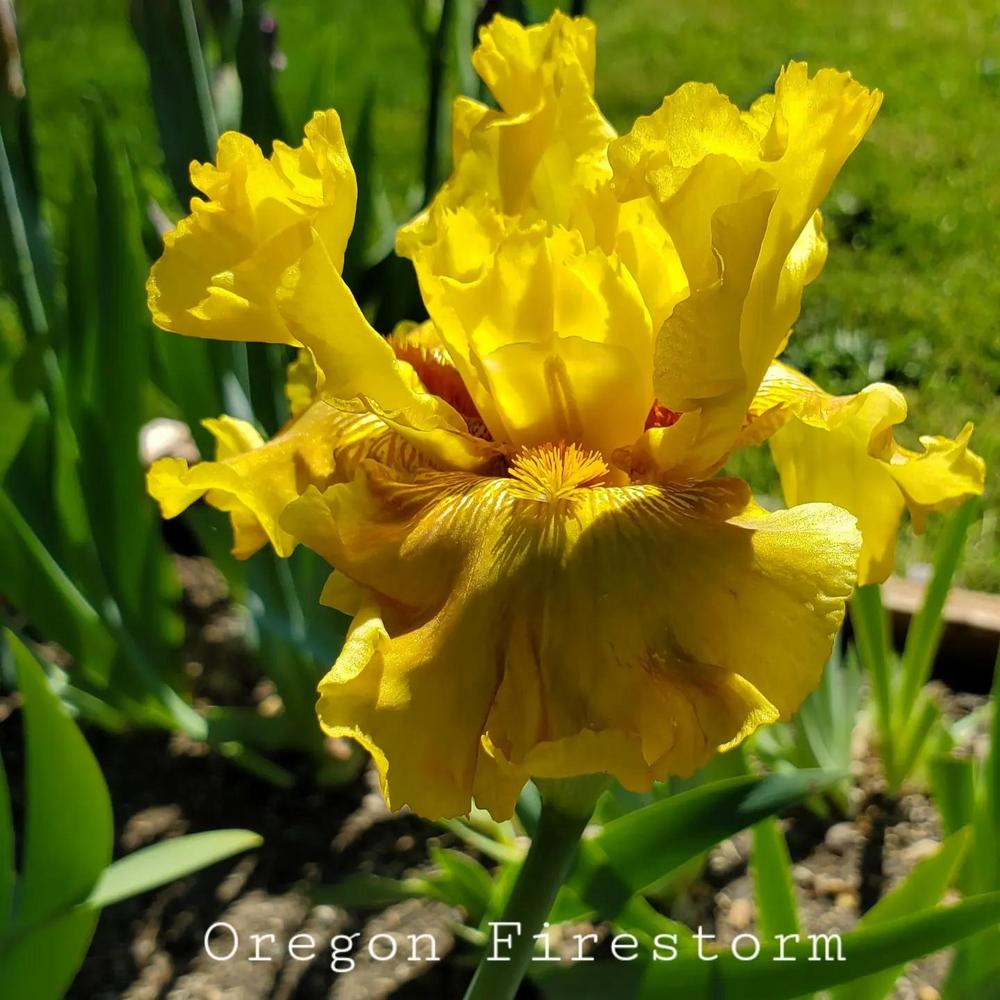 Photo of the bloom of Tall Bearded Iris (Iris 'Oregon Firestorm