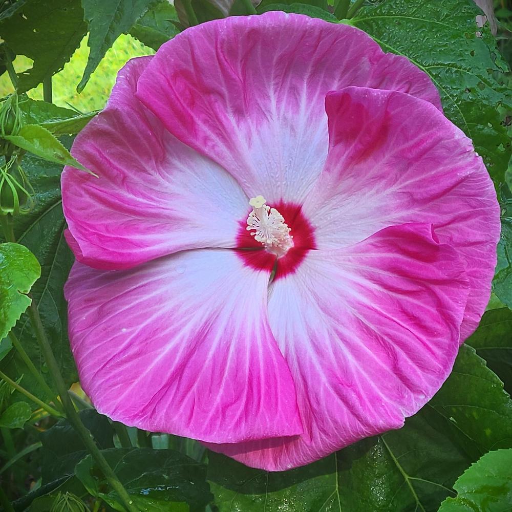 Hybrid Hardy Hibiscus (Hibiscus 'Eye Candy') in the Hibiscus Database
