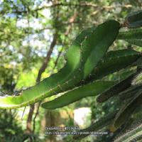 Photo of the stem, scape, stalk or bark of Dog-Tail Cactus (Deamia ...