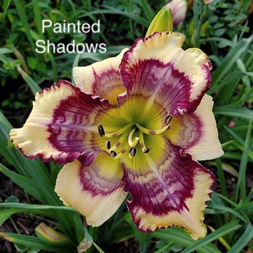Daylily (Hemerocallis 'Painted Shadows') in the Daylilies Database