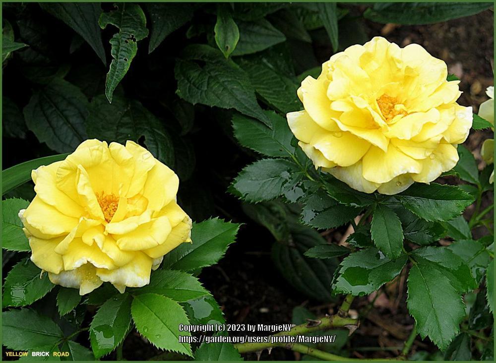 Rose (Rosa 'Yellow Brick Road') in the Roses Database - Garden.org