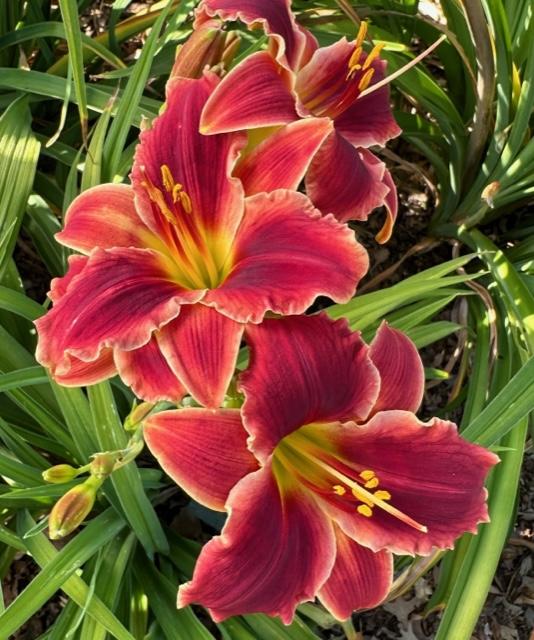 Daylily (Hemerocallis 'Pocket Change') in the Daylilies Database